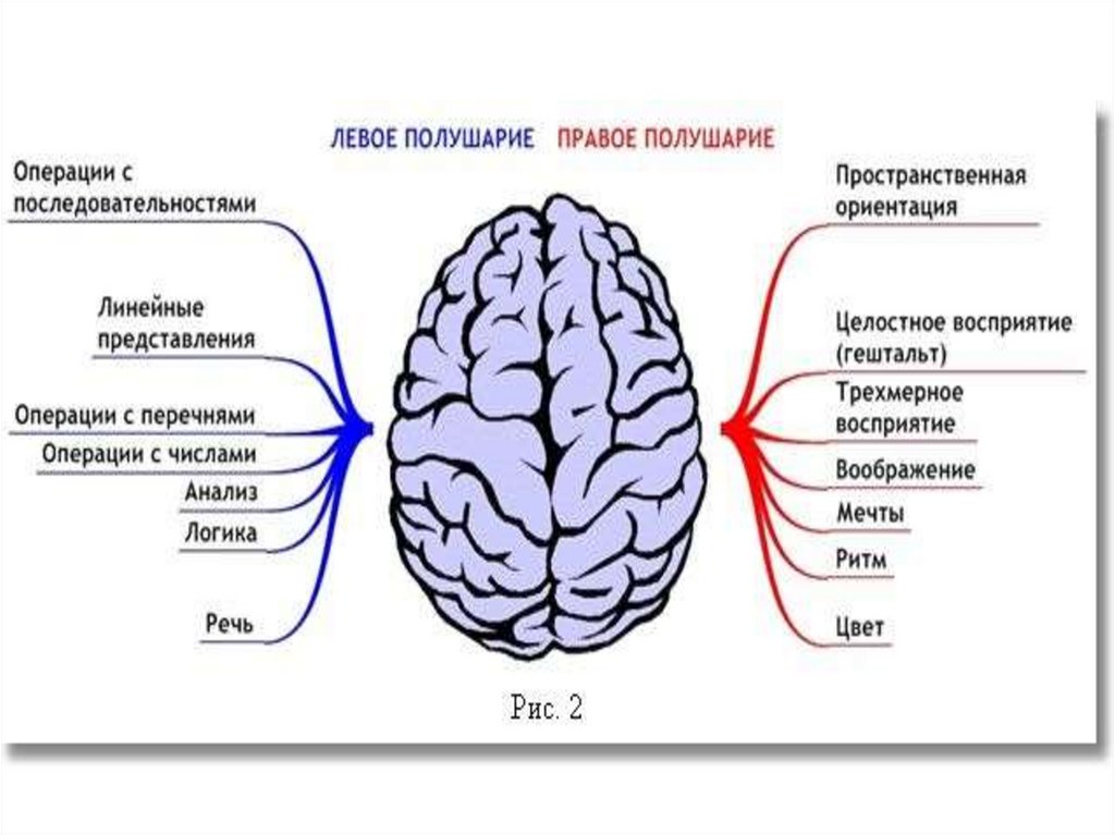 Болят полушария мозга. Левое полушарие. Левое и правое полушарие. Полушария мозга. Левое полушарие и правое полушарие.