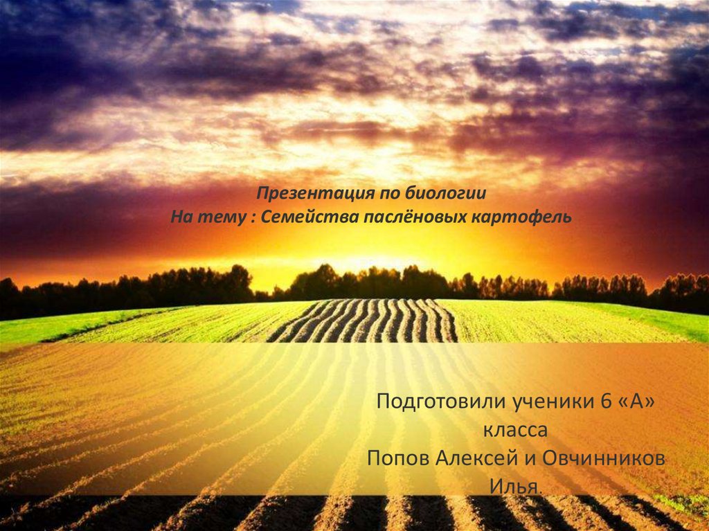 Семейства Паслёновых: картофель - презентация онлайн