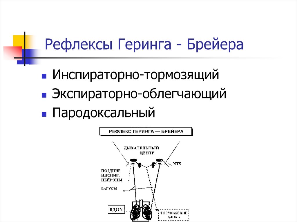 Рефлекс геринга брейера в регуляции. Рефлекс Геринга-Брейера. Рефлекс Геринга-Брейера рисунок. Рефлекс Геринга Брейера физиология дыхания. Тормозного рефлекса Геринга- Брейера.