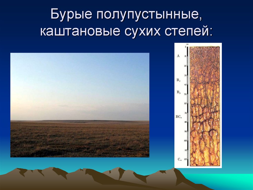 Особенности почв полупустынь. Почвенный профиль бурые полупустынные почвы. Бурые полупустынные почвы территории РФ. Каштановые и бурые полупустынные почвы. Каштановые сухих степей.
