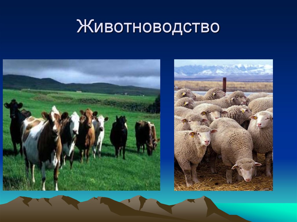 Отрасли животноводства северного кавказа. Отрасли животноводства. Растениеводство и животноводство. Промышленность сельское хозяйство скотоводство. География животноводства.