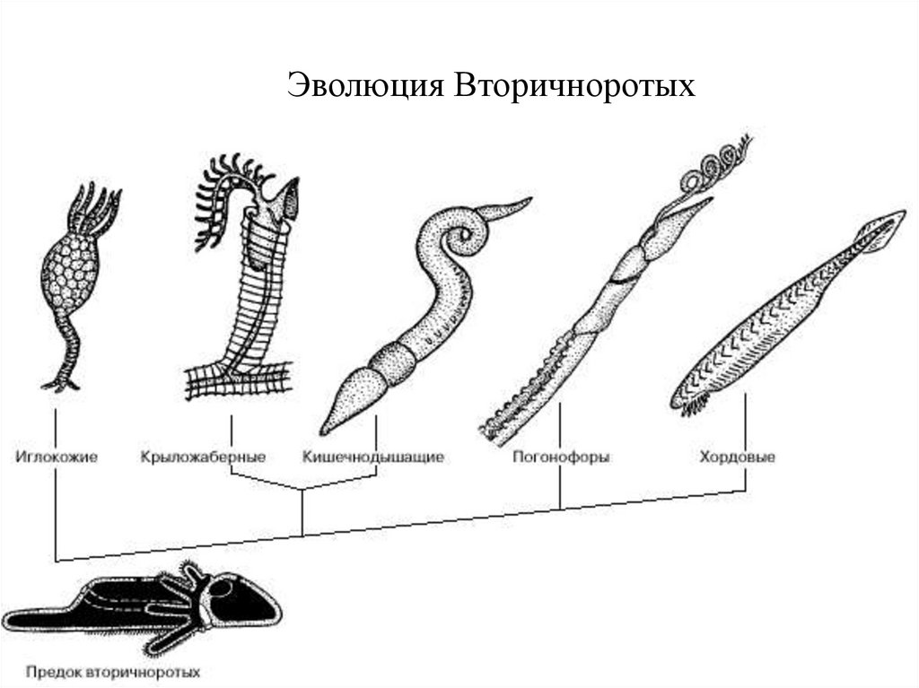 Эволюция типа хордовые. Хордовые произошли от древних вторичноротых животных. Происхождение хордовых животных. Схема эволюции хордовых животных. Представители низших хордовых.