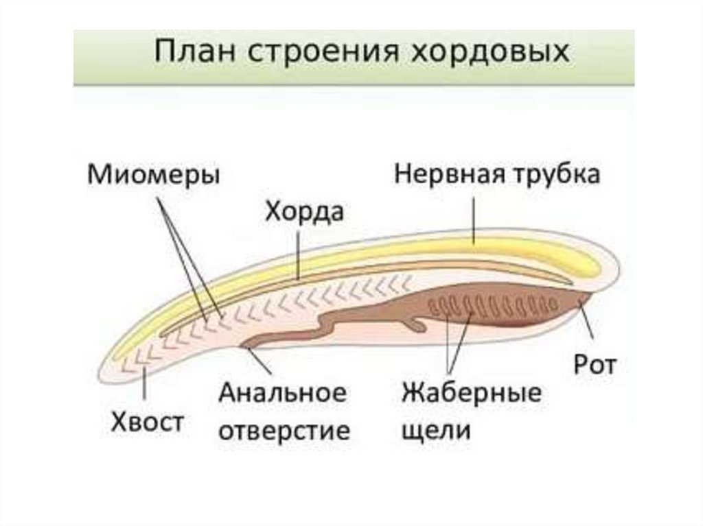 Ароморфоз в эволюции хордовых животных