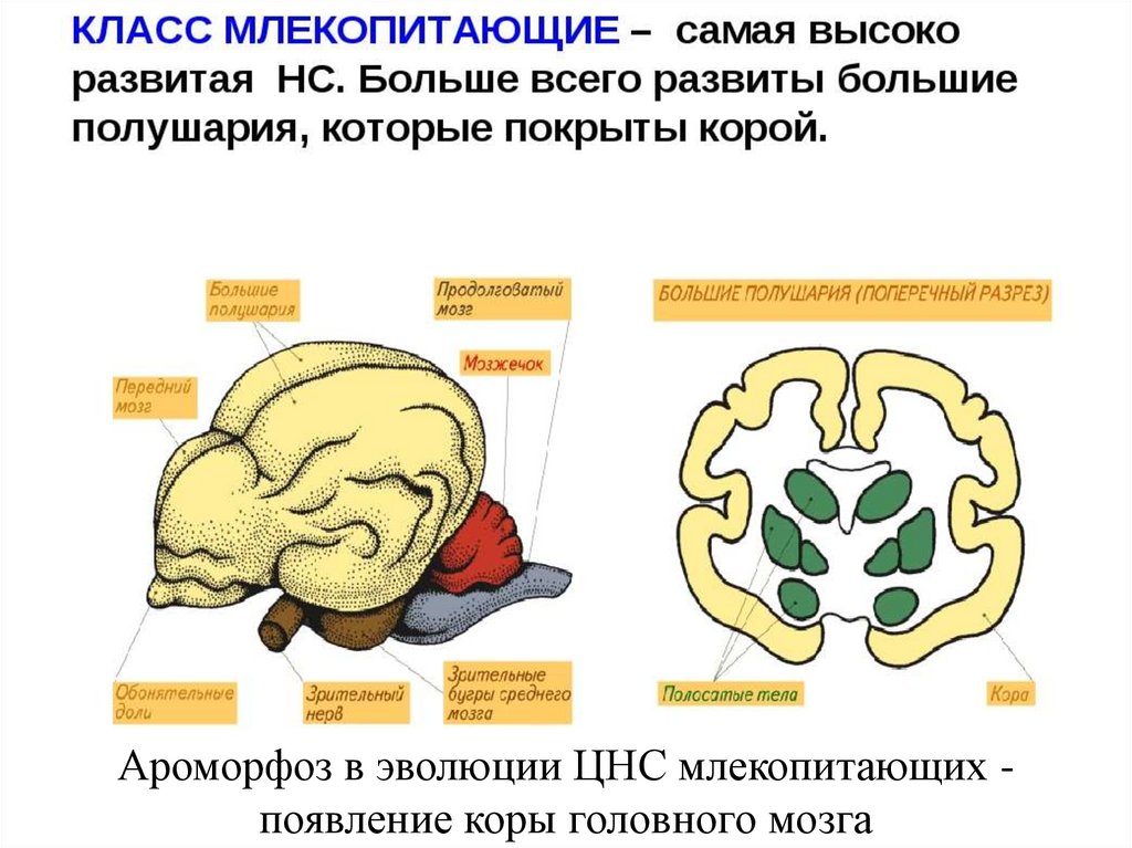 Развитие головного мозга у млекопитающих