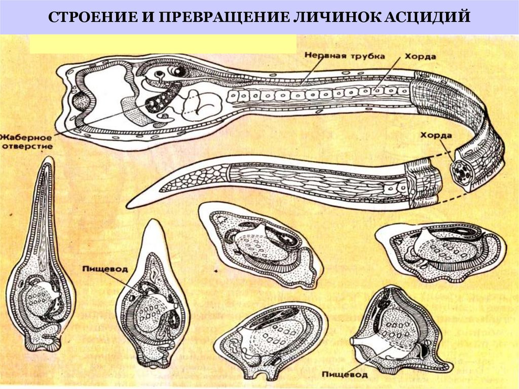 Взрослых особей