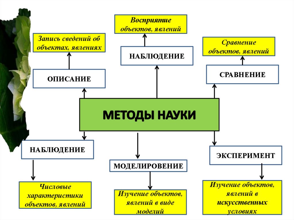 Научные методы изучения живой природы  (5 класс) - презентация онлайн