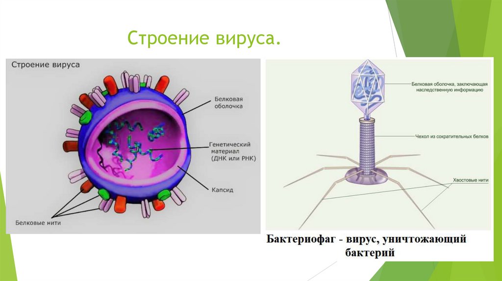 Вирусы биология задания. Строение вируса 7 класс биология. Строение вирусной клетки ЕГЭ. Строение вируса биология 10. Схема строения вируса.