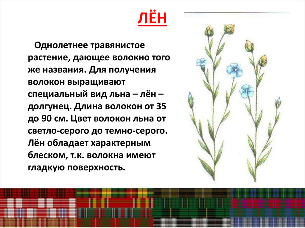 Производство ткани из волокон растительного происхождения - презентация ...