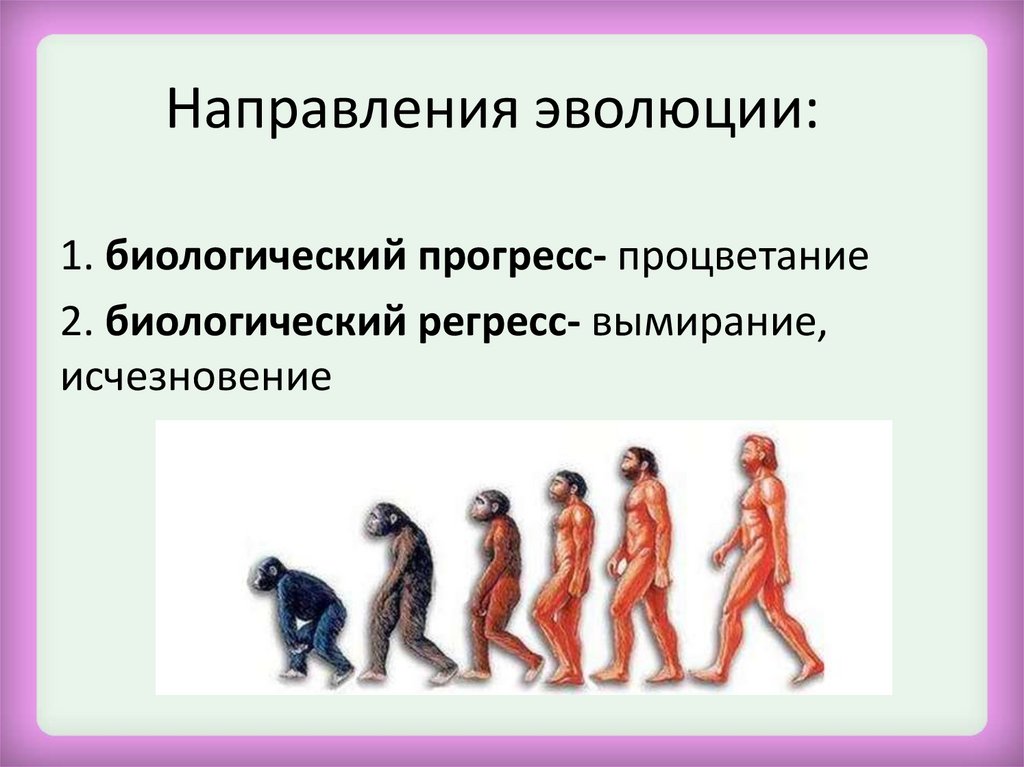 Направления эволюции: