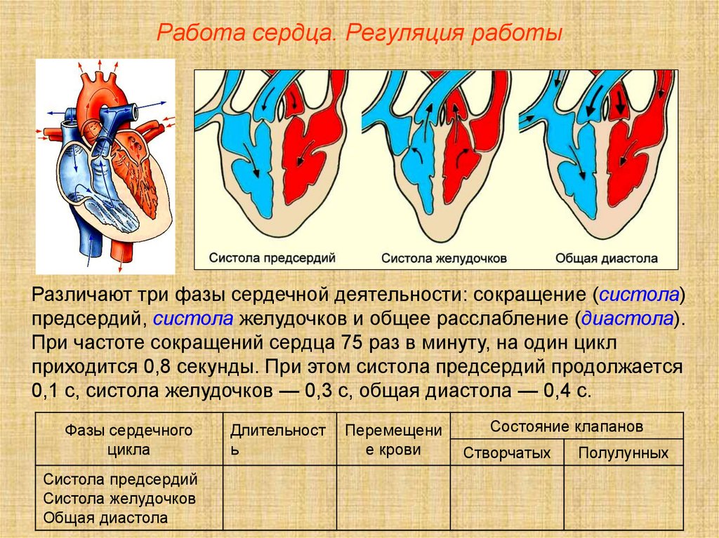 Предсердие желудка. Систолы желудочков сердечного цикла. Систола предсердий систола желудочков и диастола. Диастола предсердий и желудочков в сердечном цикле. Фазы сердечного цикла сокращение предсердий.