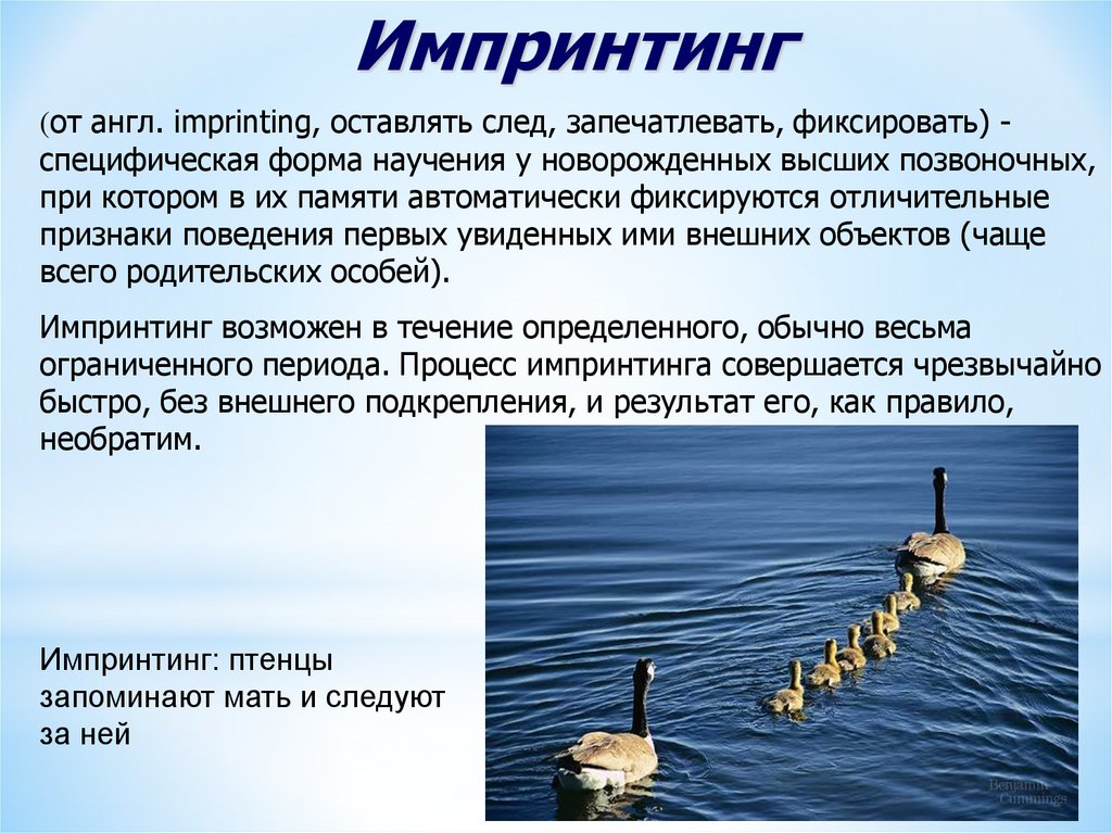 Импринтинг это. Импринтинг. Импринтинг это в психологии. Виды научения импринтинг. Импринтинг у птиц.