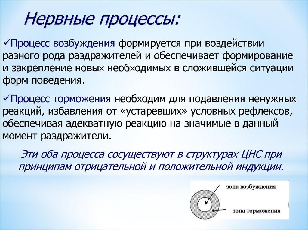 Процессы нервной системы. Нервные процессы. Основные нервные процессы. Основные процессы нервной деятельности. Охарактеризуйте основные нервные процессы.