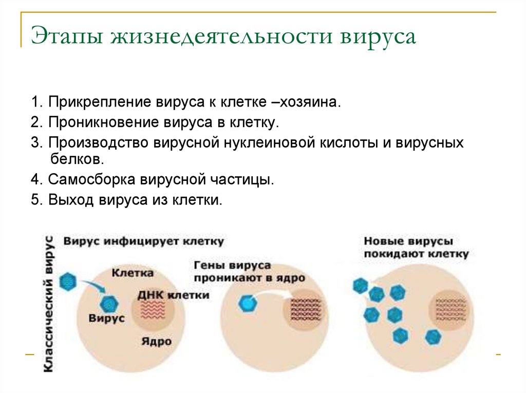Особенности строения и жизнедеятельности вирусов 5 класс. Фазы заражения вирусом. Этапы заражения вирусом клетки. Этапы заражения клетки вирусом схема. Вирусы строение и жизнедеятельность.