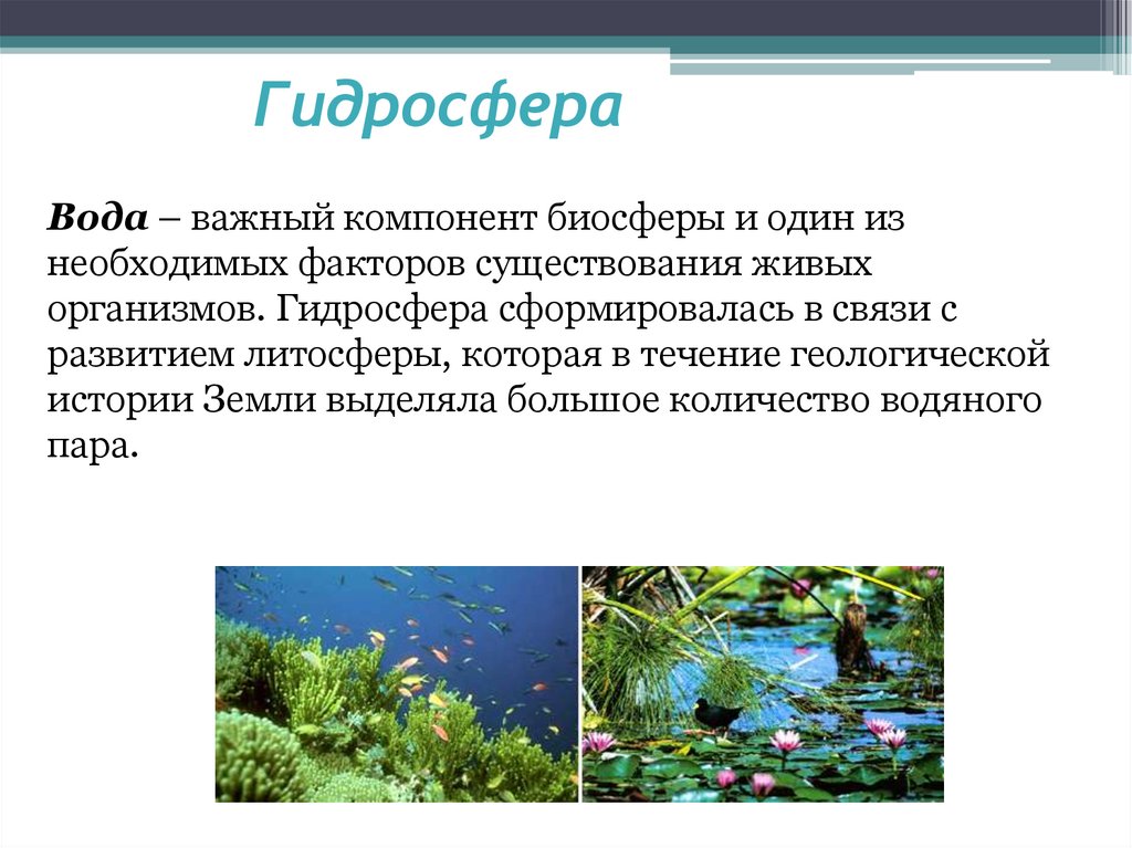 Живые организмы гидросферы. Важный компонент биосферы и один из необходимых факторов. Влияние живых организмов на гидросферу. Вода в биосфере.