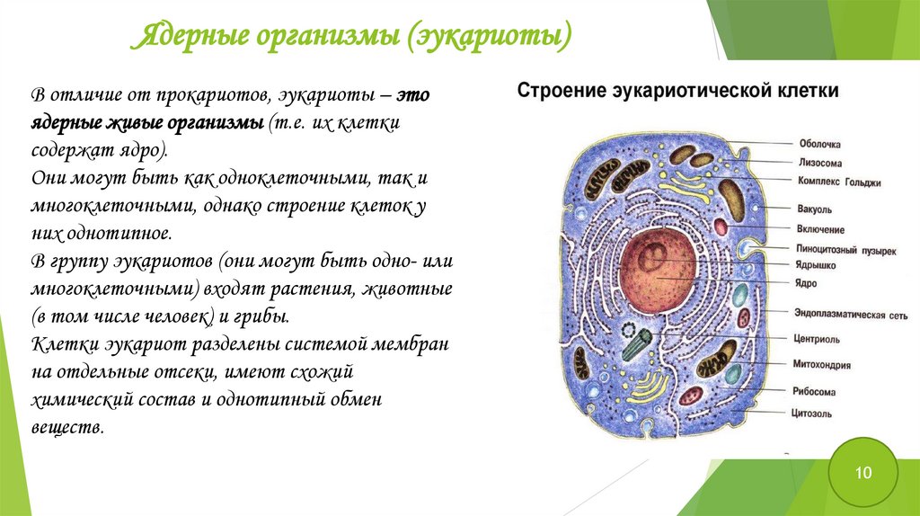 Бактерии доядерные организмы презентация 7 класс биология. Доядерные и ядерные организмы. Основные части клеток доядерных и ядерных организмов. Доядерные организмы прокариоты. Презинтация по теме доярденные и ядерные организмы.