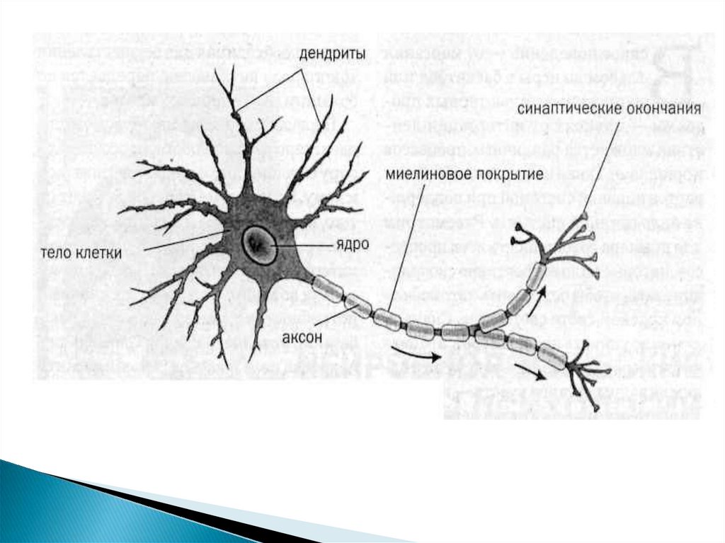 Как называется короткий нейрона. Строение нейрона. Нейрон схема. Название частей нейрона. Схема нейрона с подписями.