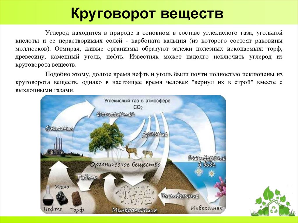 Круговорот веществ