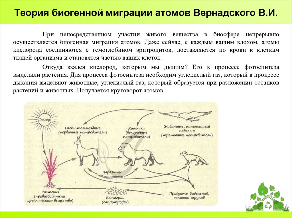 Миграция биогенных элементов. Биогенная миграция атомов. Биогенная миграция схема. Биогенный круговорот веществ.