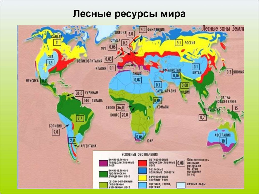 Лесные ресурсы мира