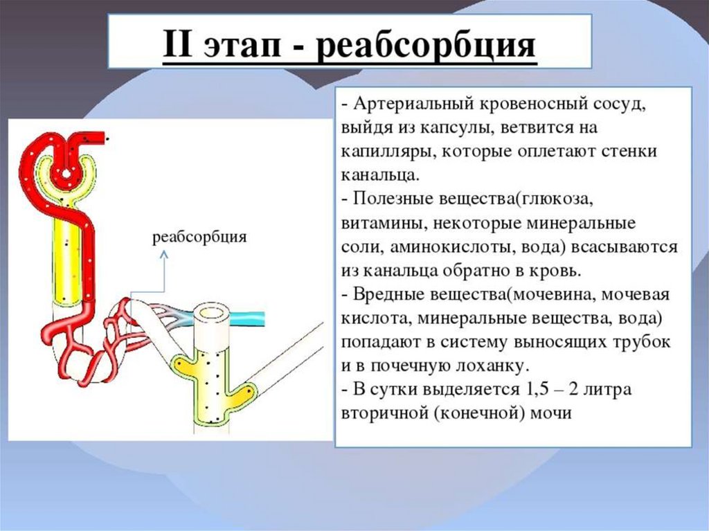 Процессы диуреза. Фильтрация и реабсорбция мочи. Реабсорбция схема. Реабсорбция происходит в. Реабсорбция веществ в нефроне.