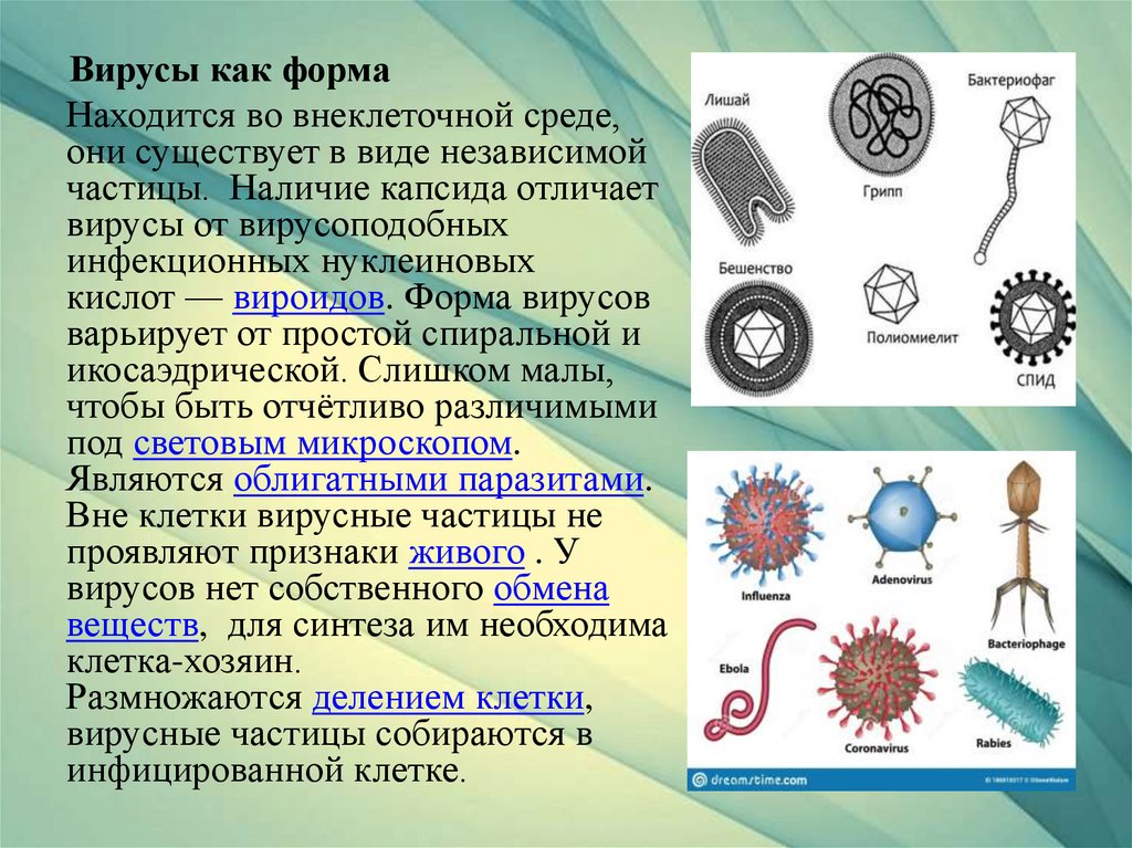 Вирусы презентация. Презентация Эволюция вирусов. Методы идентификации вирусов. Методы идентификации вирусов в культуре клеток.