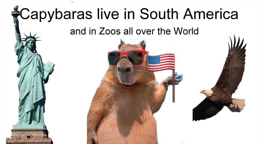 Capybaras live in South America