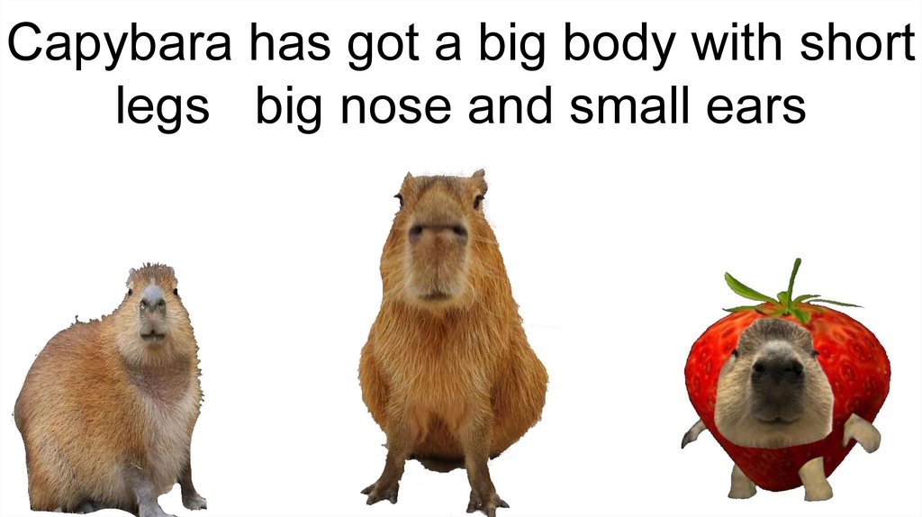 Capybara has got a big body with short legs big nose and small ears