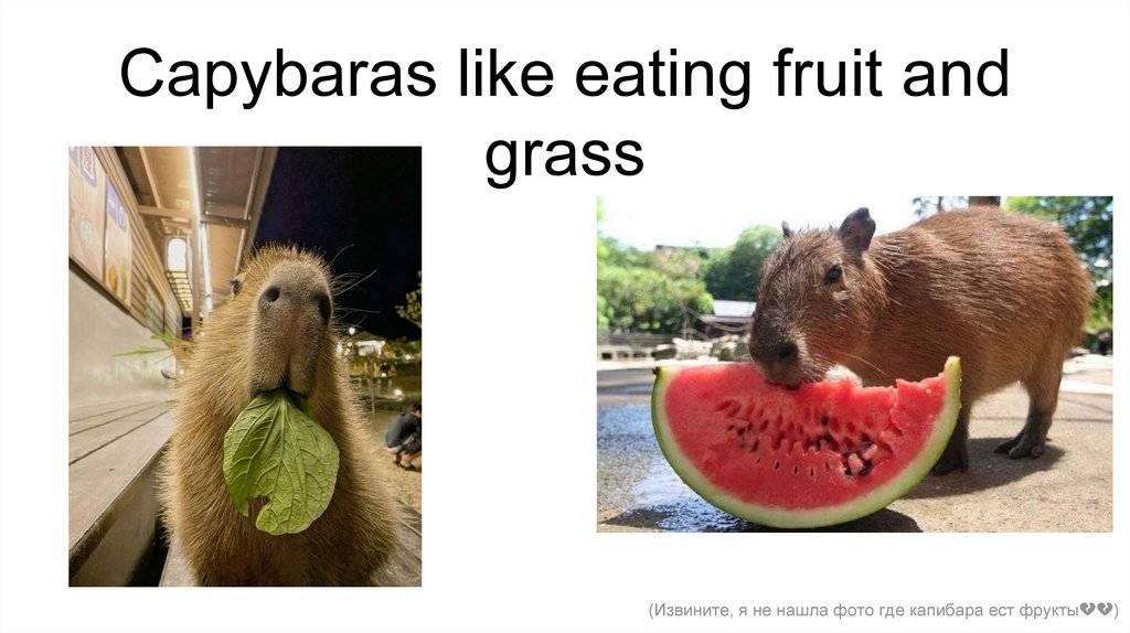 Capybaras like eating fruit and grass