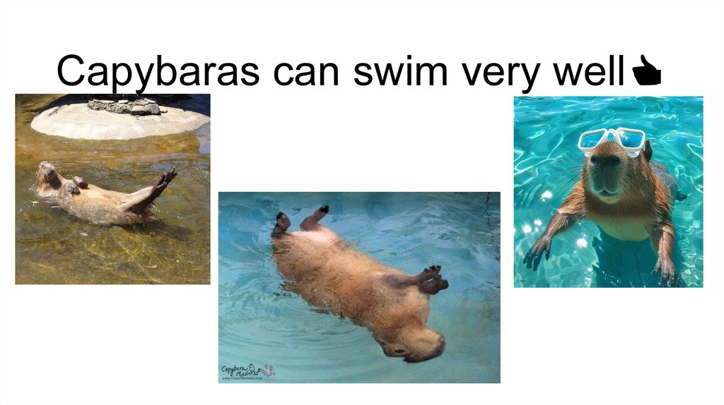 Capybaras can swim very well