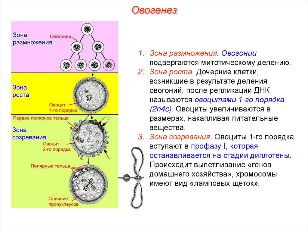 Где происходит созревание яйцеклеток. Распределение органелл при созревании овоцита схема. Строение яйцеклетки овоцит 1. Овогенез овоцит 1 порядка. Овогенез строение яйцеклетки.
