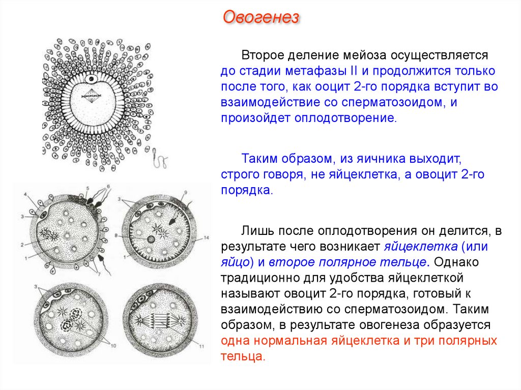 Ооциты деление. Оогенез строение яйцеклетки. Овоцит второго порядка строение. Во вторую фазу оплодотворения происходит. Деление яйцеклетки после оплодотворения.