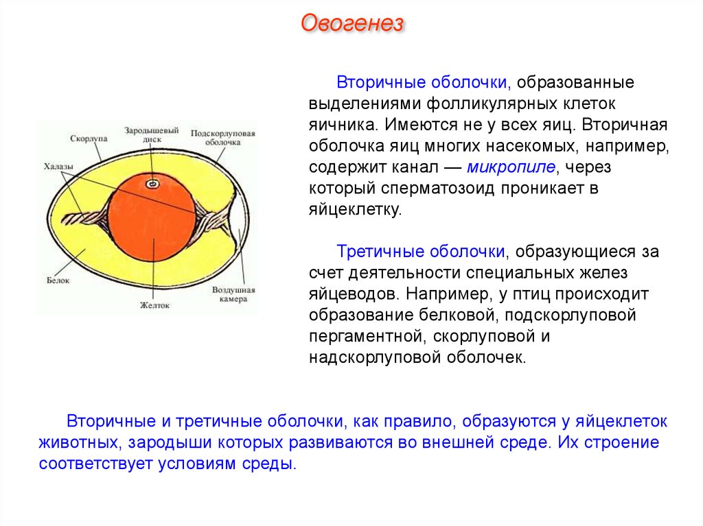 Оболочки образуют