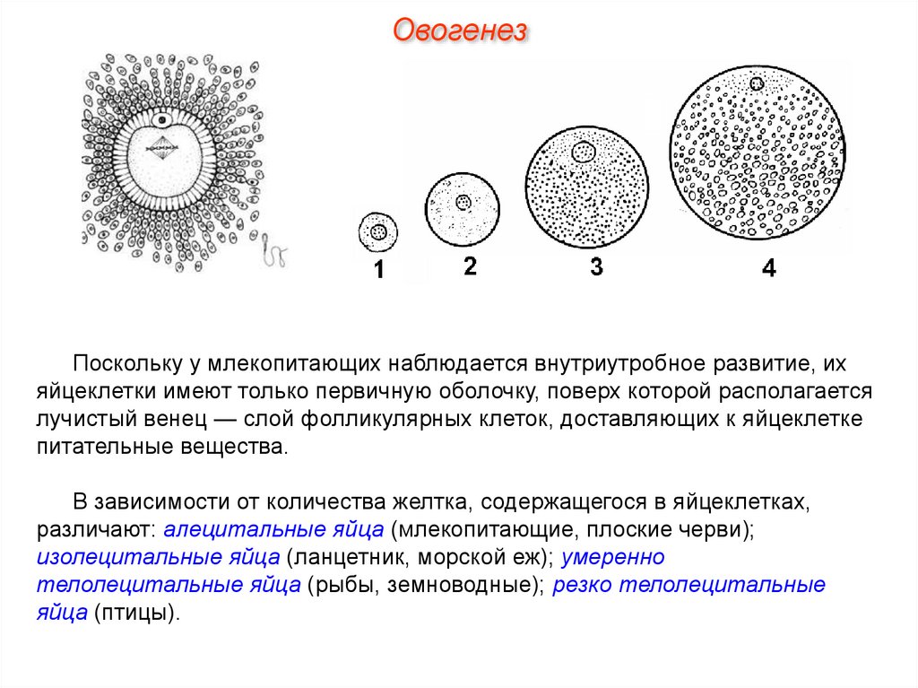 Развитие яйцеклетки. Схема строения яйцеклетки. Стадии формирования яйцеклетки млекопитающего. Описать фазы образования яйцеклетки. Строение яйцеклетки человека ЕГЭ.