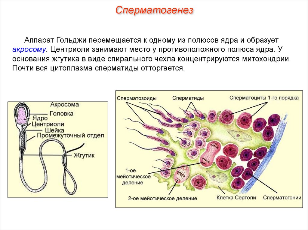 Гаметогенез (през.) - online presentation