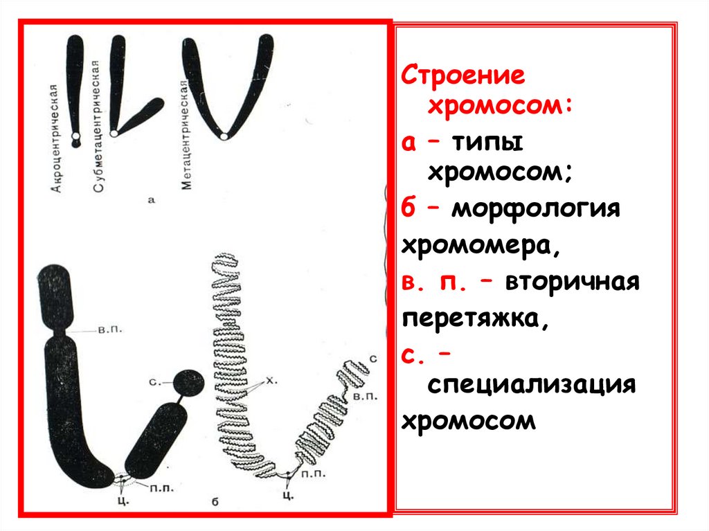 Сколько хромосом у мужчины. Мужские хромосомы. Схема хромосомы с обозначениями. Одинарный набор хромосом как обозначается. Денверская окраска хромосом.