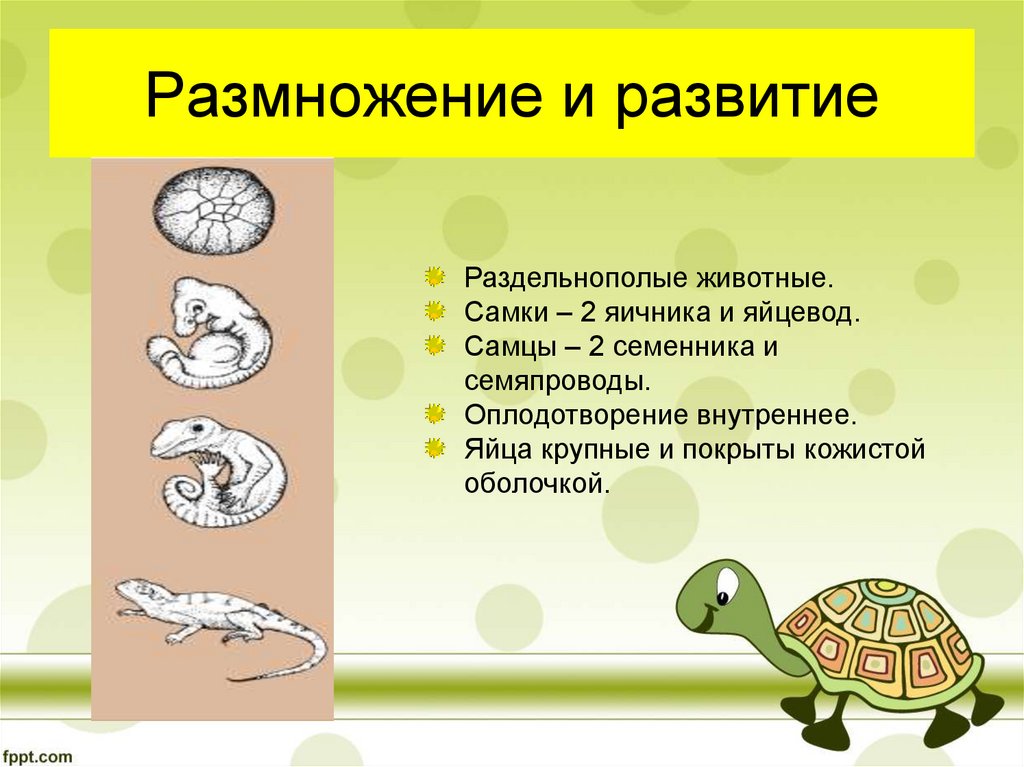 Черепахи внутреннее оплодотворение. Размножение пресмыкающихся. Размножение рептилий. Пресмыкающиеся стадии развития. Пресмыкающиеся размножение и развитие.
