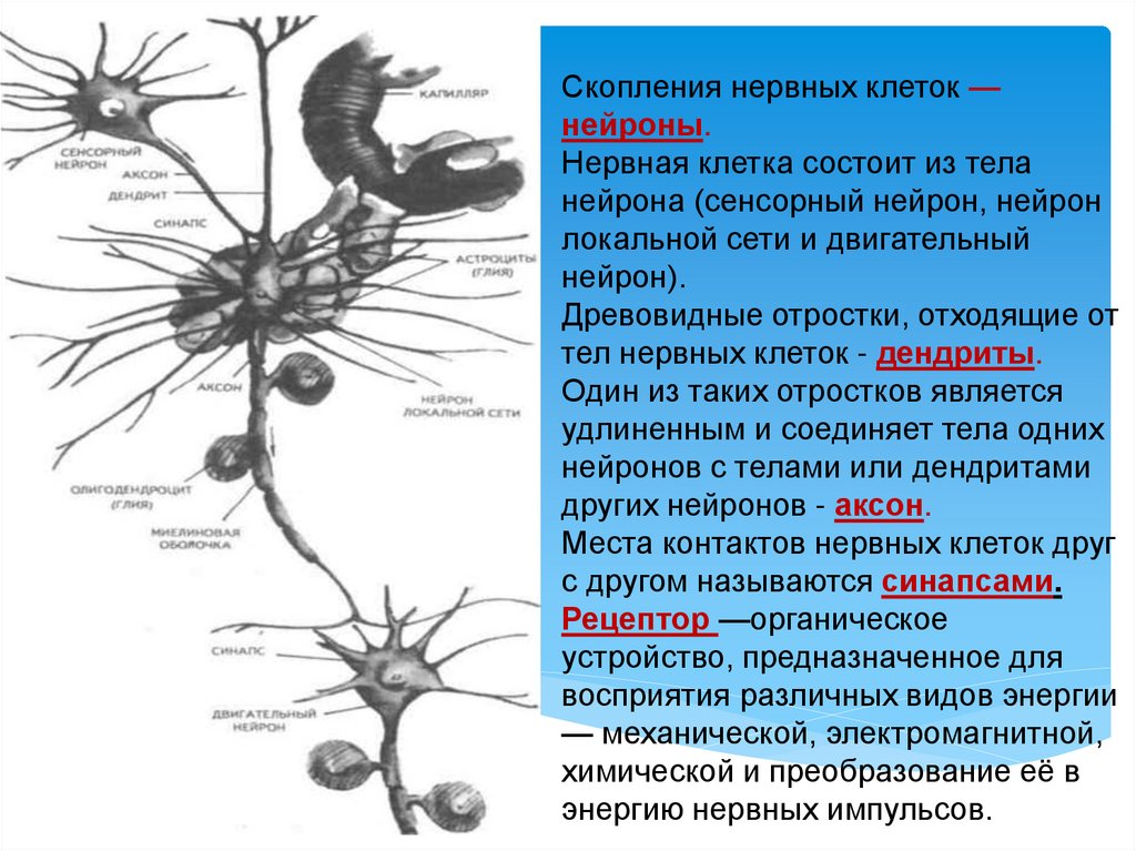 Центральное скопление нервных клеток