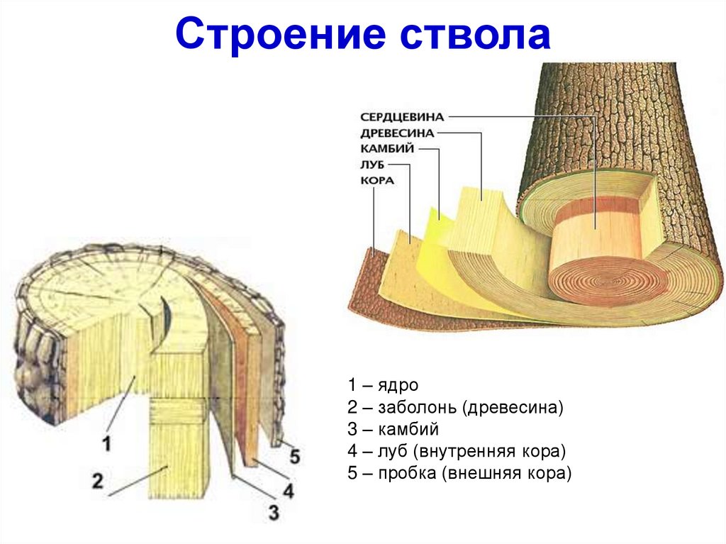 Строение стволов древесных растений. Структура древесины камбий. Строение коры и луба.