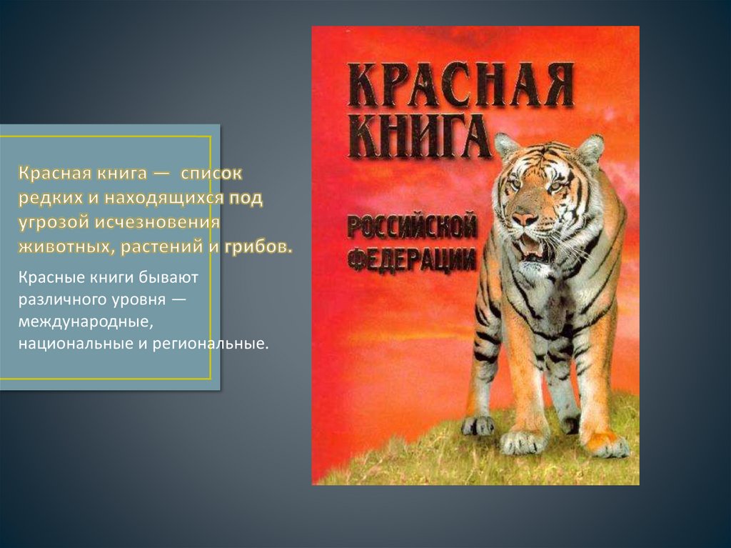 Красная Книга Купить В Спб