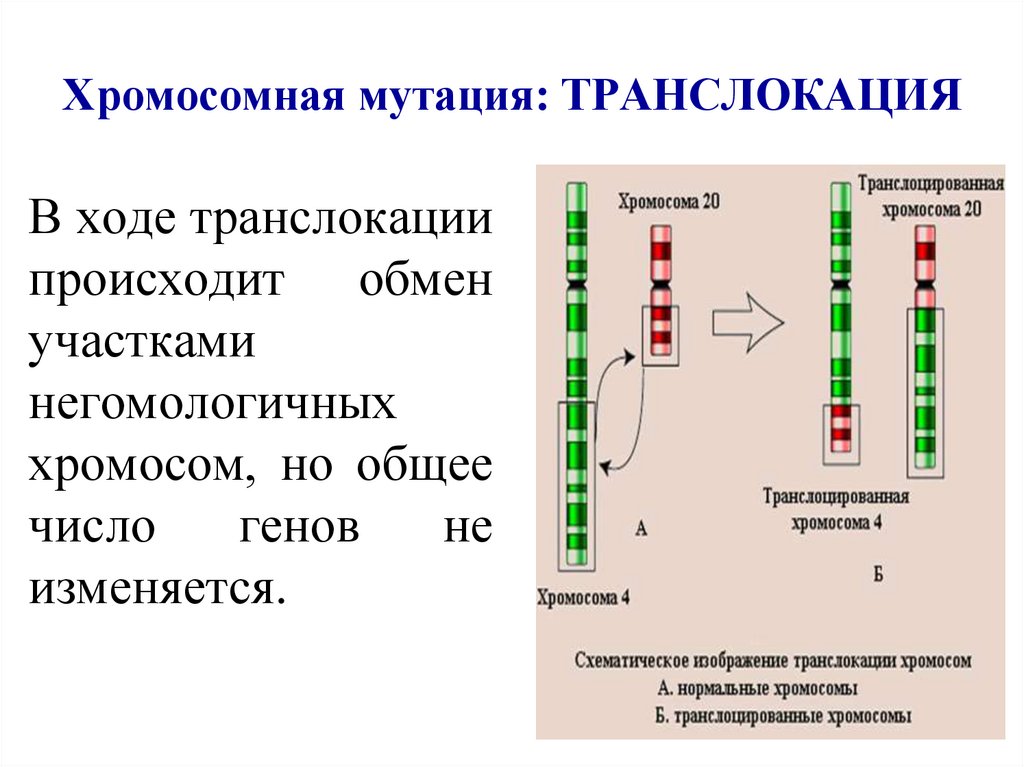 На какой из картинок изображена хромосомная мутация транслокация