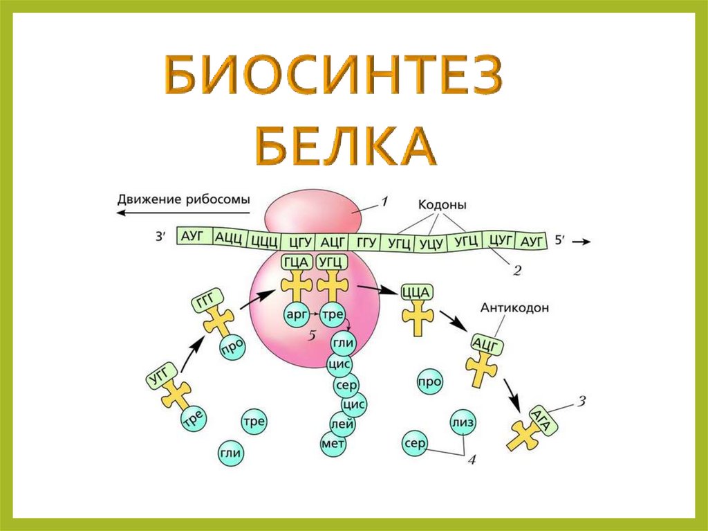 Биосинтез белка решение