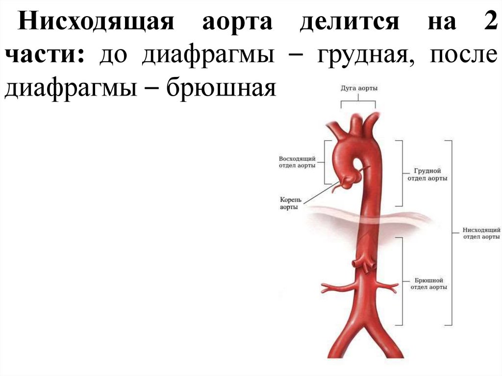 Брюшная аорта ветви