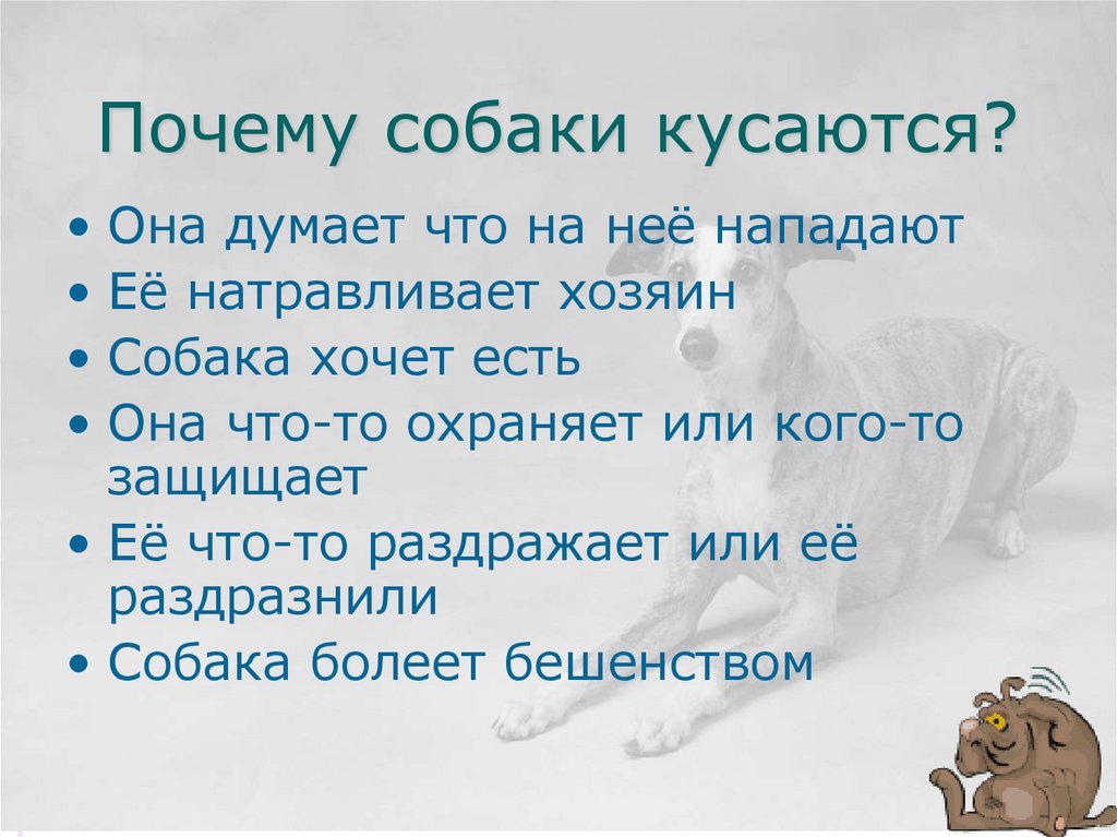 Почему собаки кусаются?