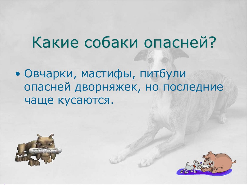 Какие собаки опасней?