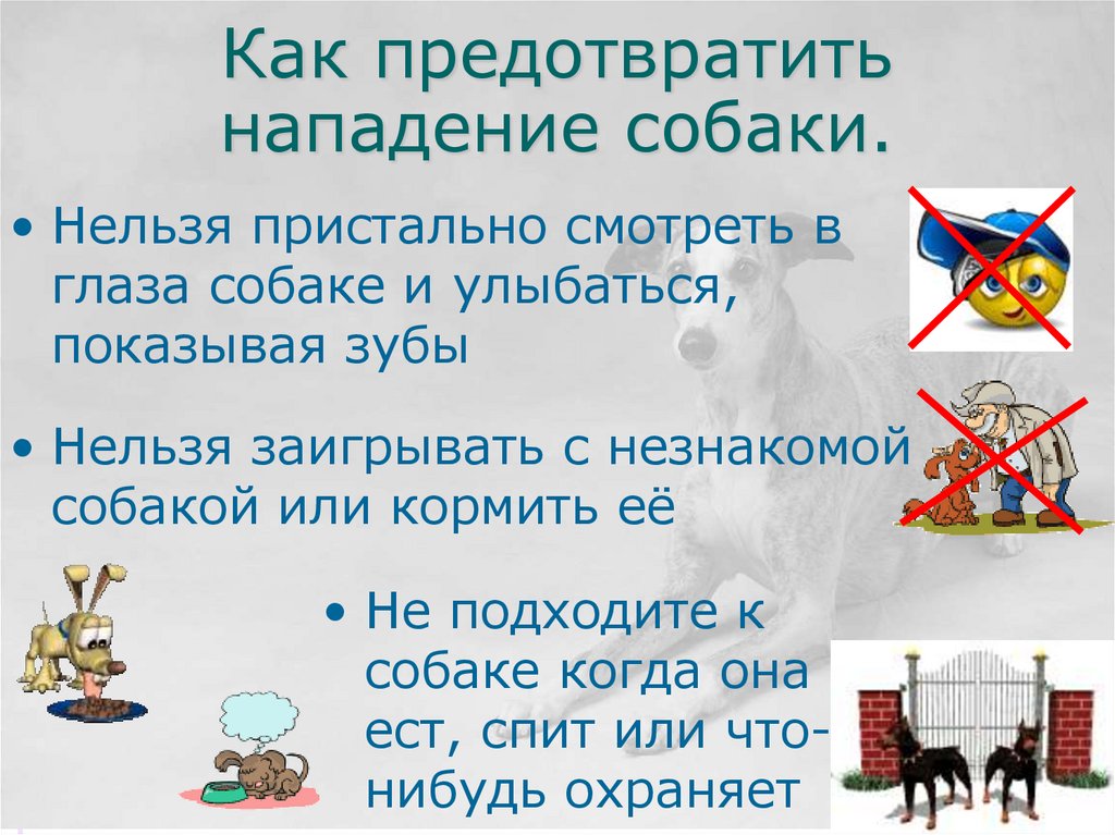 Как предотвратить нападение собаки.