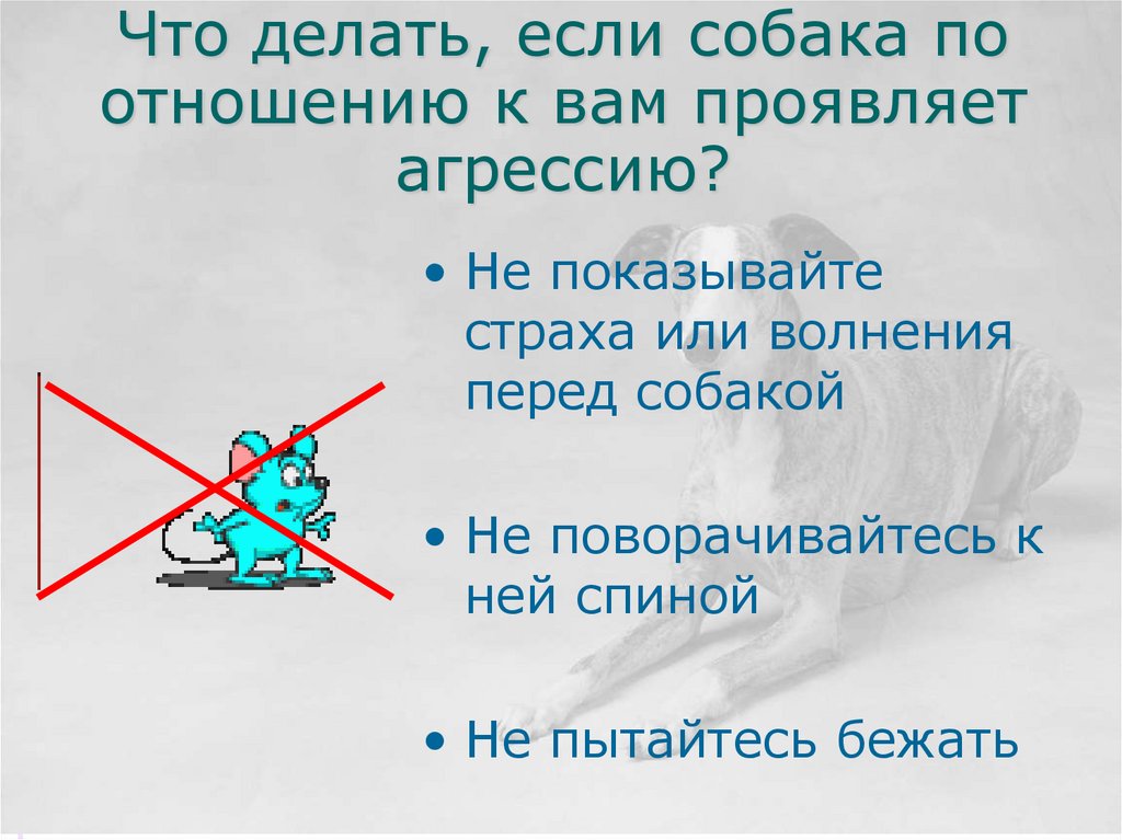Что делать, если собака по отношению к вам проявляет агрессию?