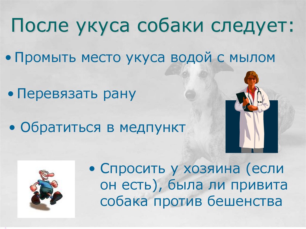 После укуса собаки следует: