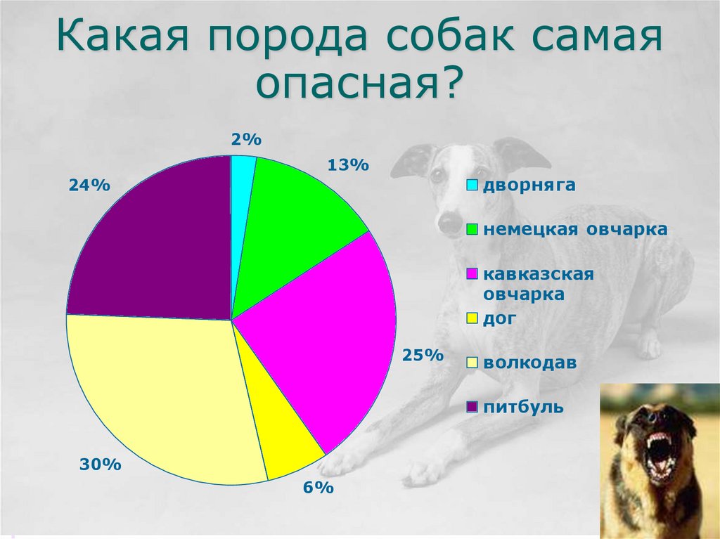 Какая порода собак самая опасная?