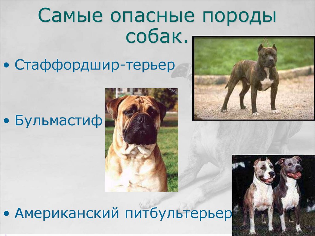 Укусы собак - презентация онлайн