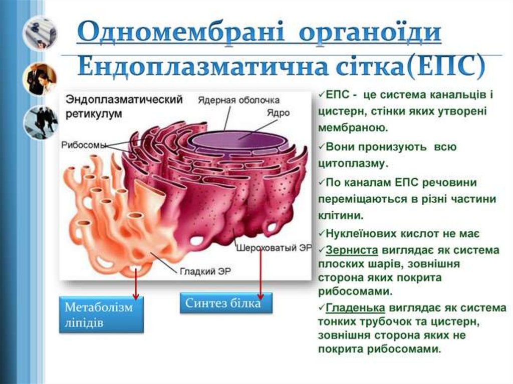 Стенки образованы 1 слоем клеток. Строение эндоплазматический ретикулум клетки. Шероховатая эндоплазматическая сеть мембрана. Шероховатая эндоплазматическая сеть содержит.
